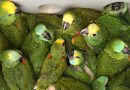 Mata Ciliar recebe 21 papagaios verdadeiros após apreensão em rodovia