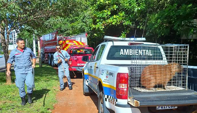 PM resgata capivara no Fórum de Taubaté, Vale do Paraíba e Região