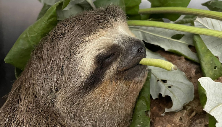 Em tratamento, bicho-preguiça resgatado em Embu-Guaçu se alimenta de ...