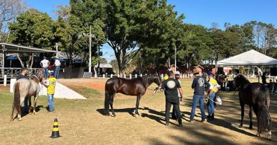 Exposição de Cavalos Mangalarga Marchador em Bragança Paulista acontece até sábado (22/06)