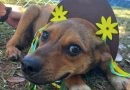 Defesa Animal recebe feira de adoção na quarta-feira (14)