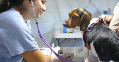 Novo mutirão de castração de cães e gatos será aberto no dia 23 de fevereiro