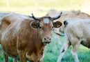 Produtores devem atualizar cadastro de rebanhos até 15 de dezembro
