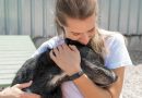 Defesa Animal promove amanhã (17) feira de adoção