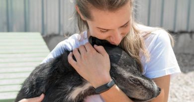 Defesa Animal promove amanhã (17) feira de adoção