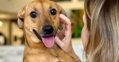 Estado de São Paulo autoriza sepultamento de cães e gatos em jazigos familiares