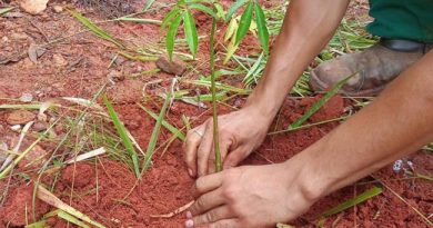 Governo Daniel Martini realiza plantio de 350 mudas nativas para recuperação ambiental no San Fernando Valley Governo Daniel Martini realiza plantio de 350 mudas nativas para recuperação ambiental no San Fernando Valley