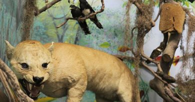 Museu de História Natural de Atibaia é fechado temporariamente para manutenção