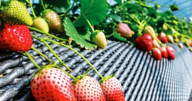 Atibaia entrega mais de 430 mil mudas de morango a produtores rurais do município