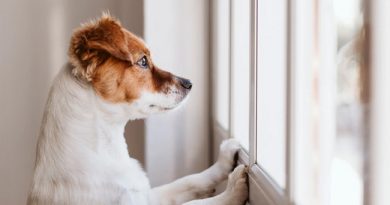Quem deixar seu pet sozinho em casa por mais de três dias será multado