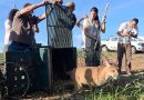 Onça parda resgatada numa armadilha em Bragança Paulista volta à natureza