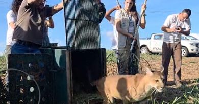 Volta para a natureza onça parda resgatada numa armadilha de laço de aço em Bragança Paulista