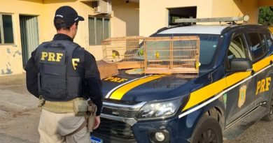 PRF apreende aves silvestres e madeira nativa na Fernão Dias