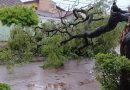 Por que as árvores caem nas tempestades? Especialistas apontam podas inadequadas e falta de manejo como principais causas