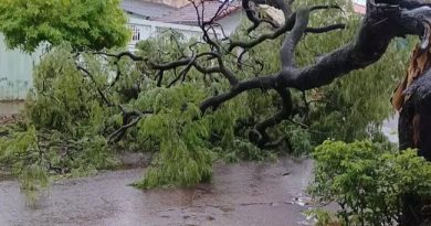 Por que as árvores caem nas tempestades? Especialistas apontam podas inadequadas e falta de manejo como principais causas