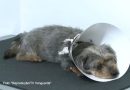 Cão agredido a pauladas em Atibaia se recupera, mas ainda corre risco de perder a visão