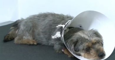 Cão agredido a pauladas em Atibaia se recupera, mas ainda corre risco de perder a visão
